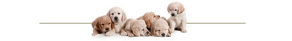 image of puppies