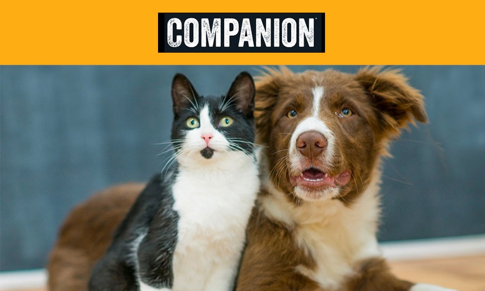 Companion Brand, Black and white cat, brown and white dog looking intently