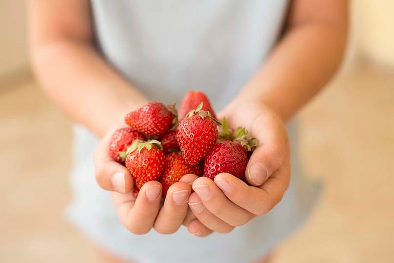 Person hold a double hand-full of ripe strawberries