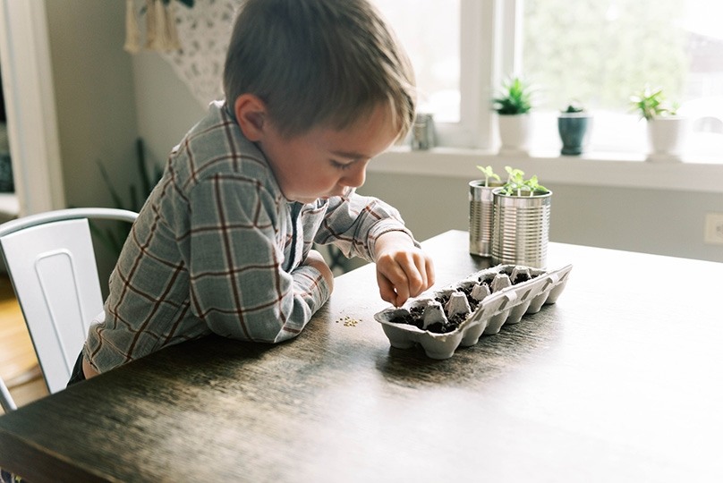 child planting seeds in egg carton at dining table